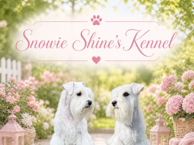 Dværgschnauzer · Vara · Snowie Shine’s Kennel