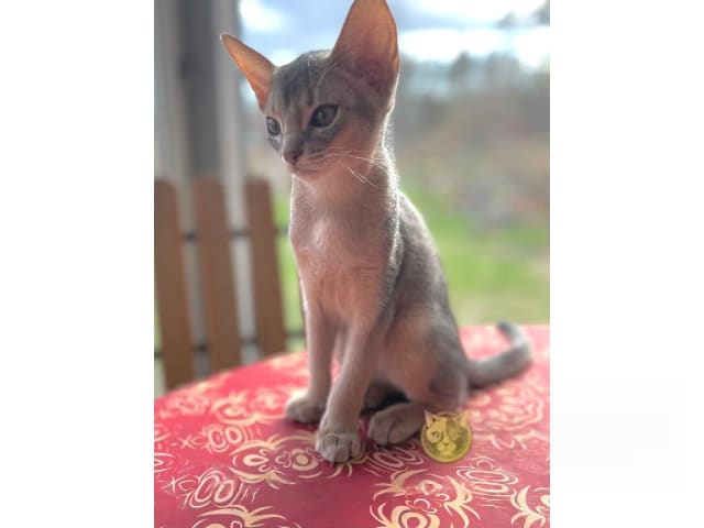 Abyssiner katt · Karlskrona · SE*Ghimbir's