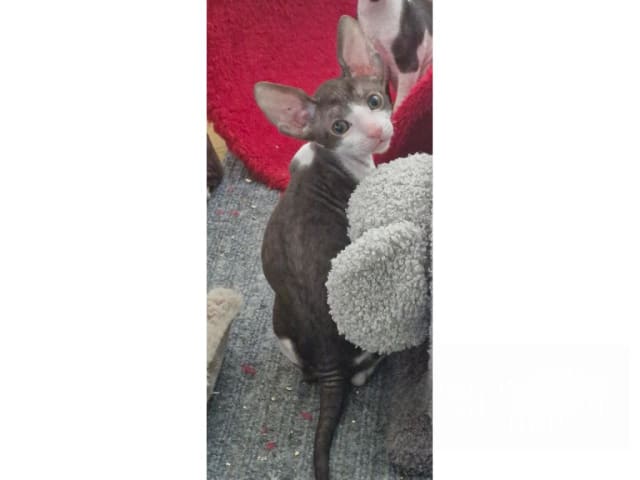 Cornish Rex