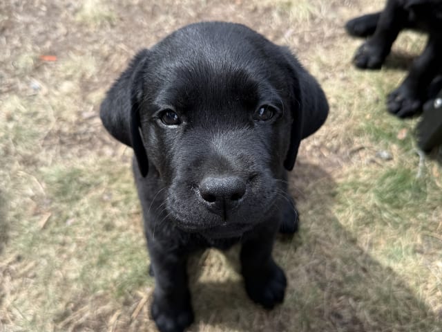 Labrador retriever · Huddinge · Tony J.
