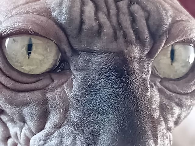 Sphynx
