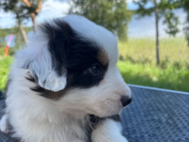 Australian shepherd · Långviksmon · Urbergets
