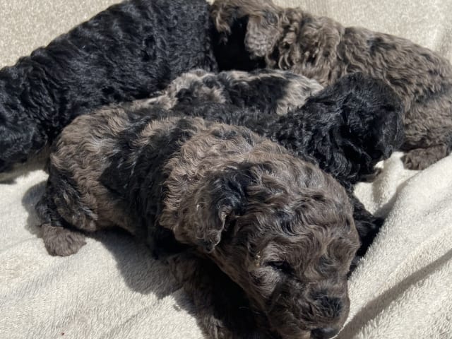 Labradoodle · Nol · Lyckliga Vovven