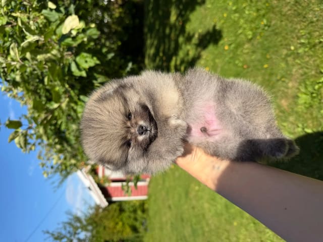 Pomeranian