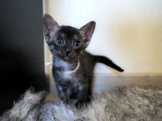 Egyptian Mau