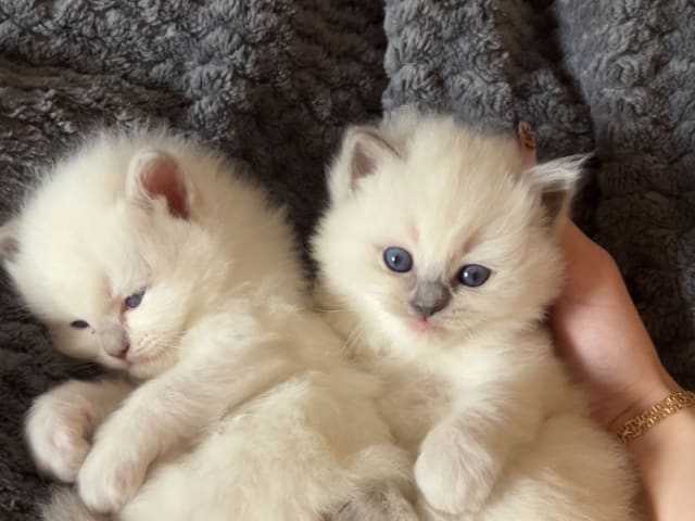 Ragdoll