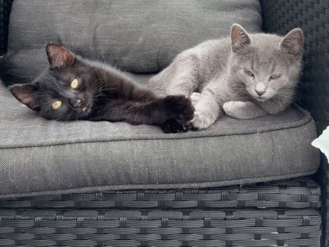 Ragdoll · Hässleholm · Kattunge till salu