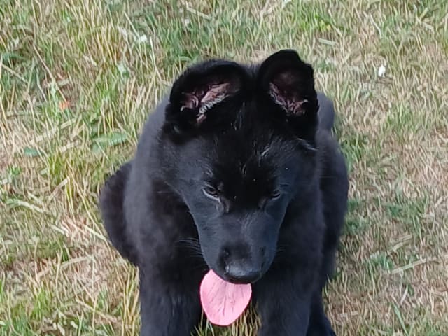 Schäferhund · Listerby · Kennel Snibor Anzi