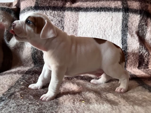 American Staffordshire Terrier · Köping · Hannah Östensson Lindqvist