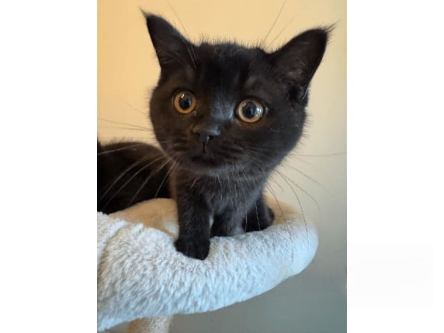 British Shorthair · Skövde · SE*Britessa