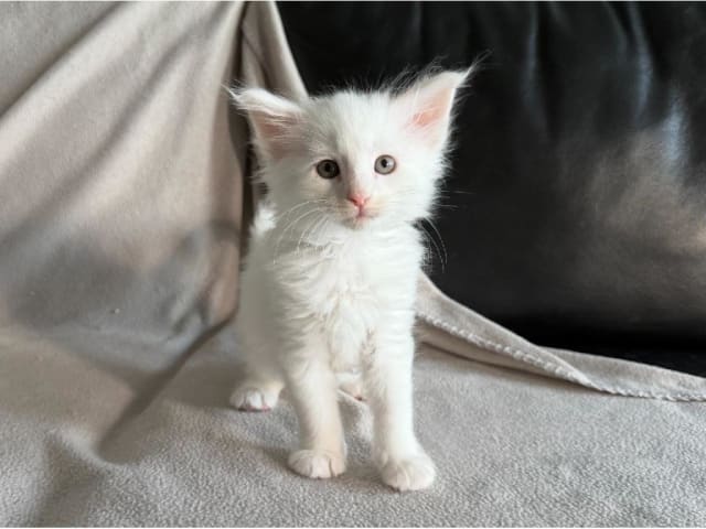 Norwegian Forest · Torslanda · S*Kronängens