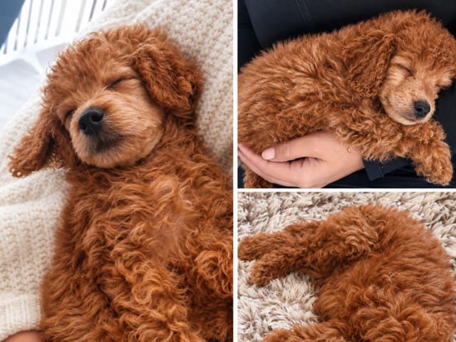 Living with the Breed