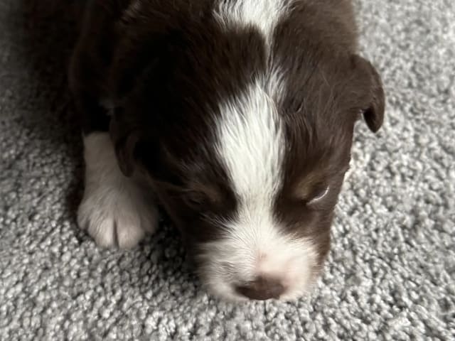 Miniature American Shepherd · Beitstad · Rita Iren Dalberg