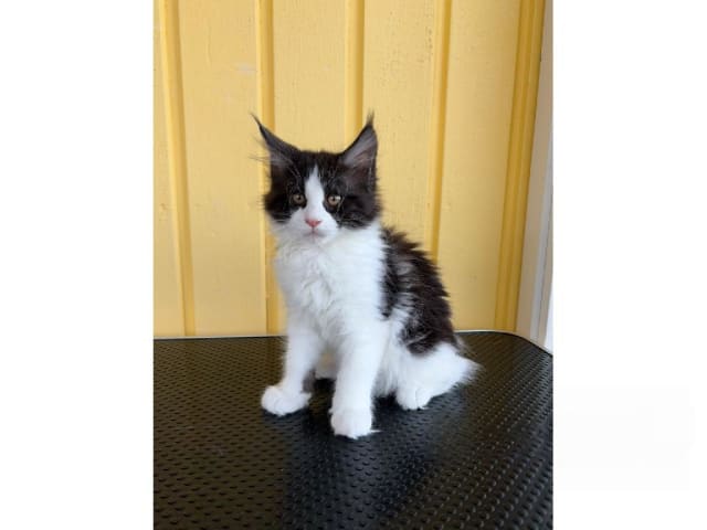 Maine Coon · Motala · SE*Knäkattens