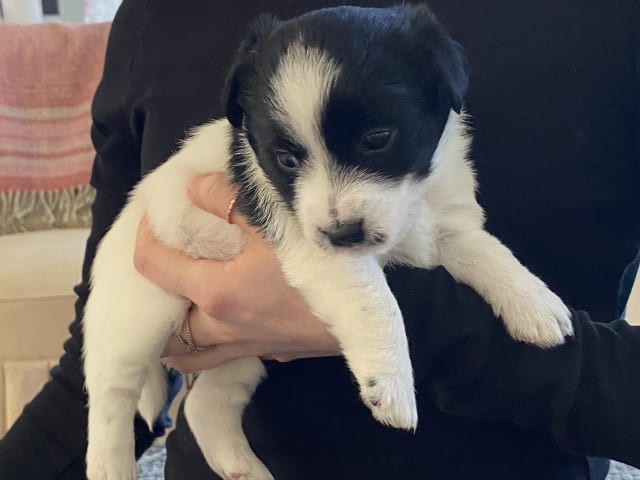 Jack russell terrier · Varberg · Kennel Beldio’s