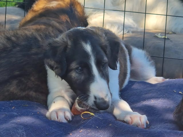 Borzoi · Fevik · Kjersti Eliassen