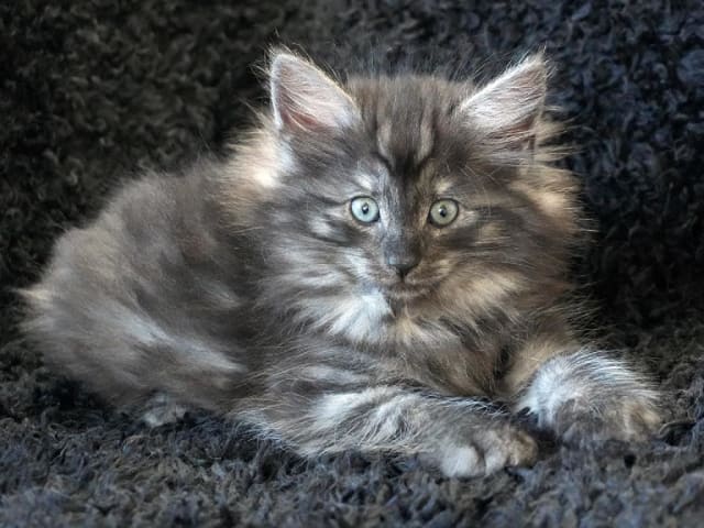 Norsk skogkatt · Lidingö · SE*Avivaz