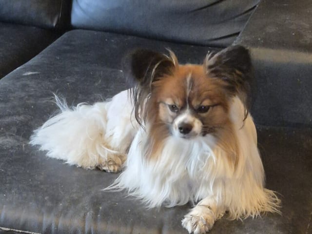 Papillon