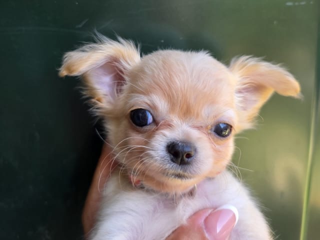 Chihuahua · København Nv · Tikus