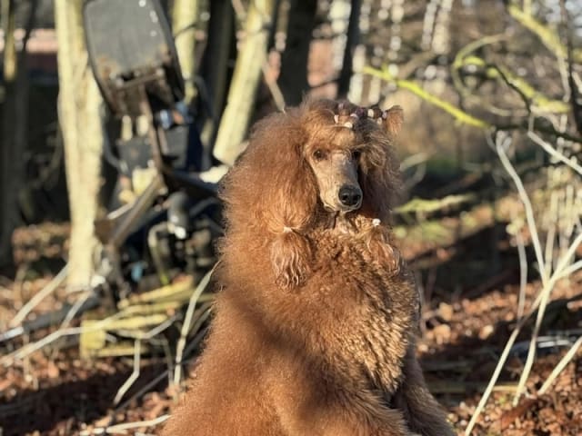 Standard Poodle · Svinninge · Golden Curly Dream
