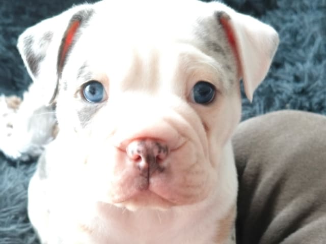 Olde English Bulldogge