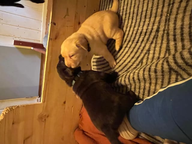 Labrador retriever