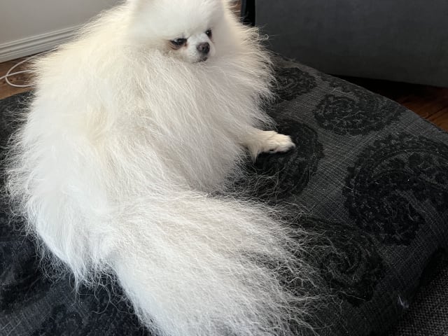 Björkarbo