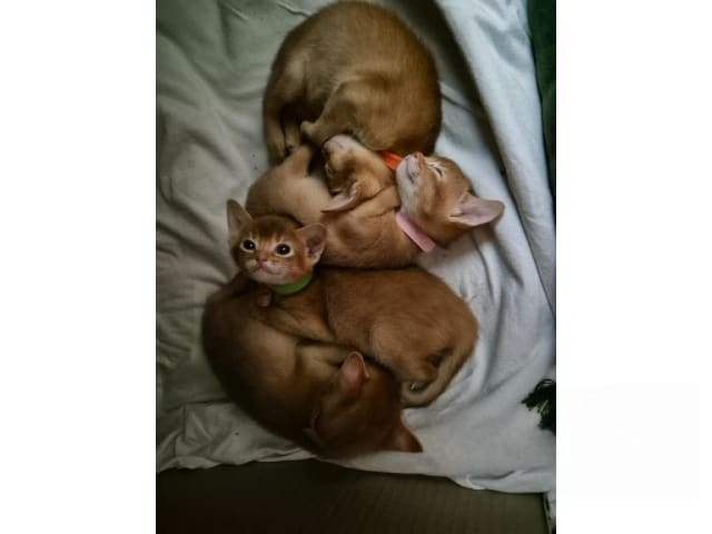 Abyssiner katt · Molkom · SE*Antennaria Rubra's