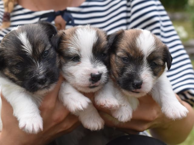 Jack Russell Terrier · Vaxholm · My Workingdogs