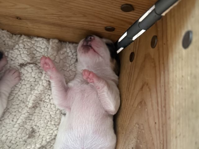 Dansk-svensk gårdhund · Asarum · Sparvöga’s