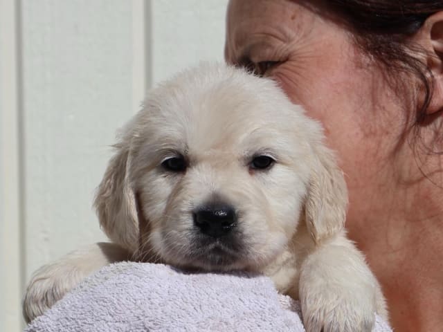Golden retriever · Tjällmo · Ekbergarn’s  kennel
