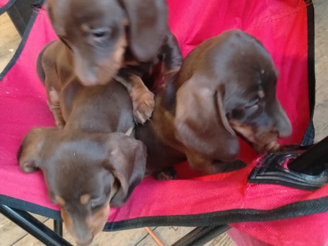 Dachshund · Gjesåsen · Line Merethe Suomalainen