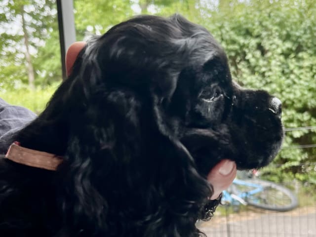 American Cocker Spaniel