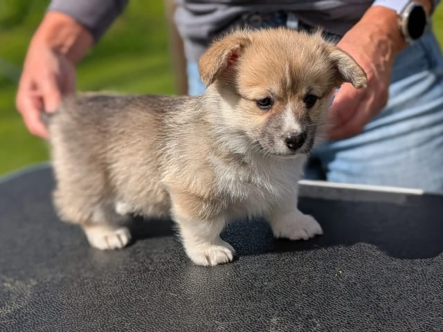 Welsh Corgi Pembroke · Braskereidfoss · Striolin