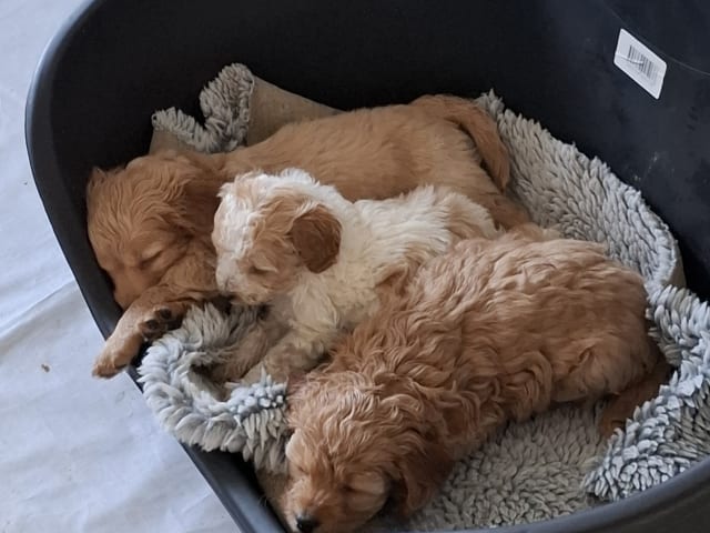 Cockerpoo