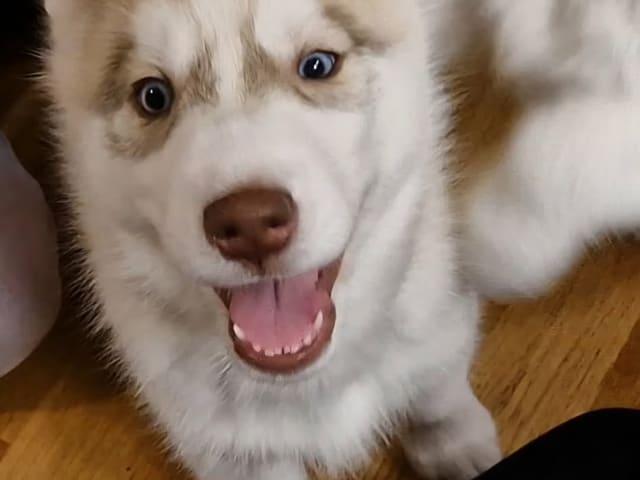 Siberian Husky · Rimbo · Christian B.