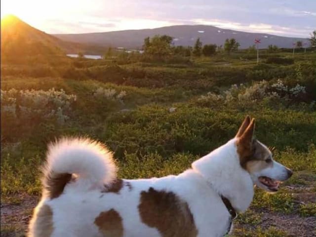 Norrbottenspets