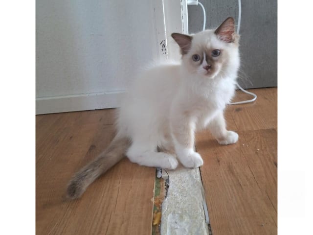 Ragdoll · Anderslöv · S*Earth Angel's