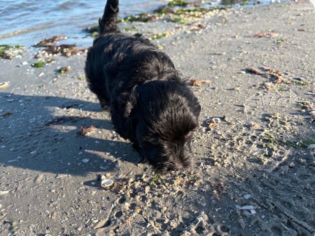 Maltipoo · Kirkholt · Ellinor C.