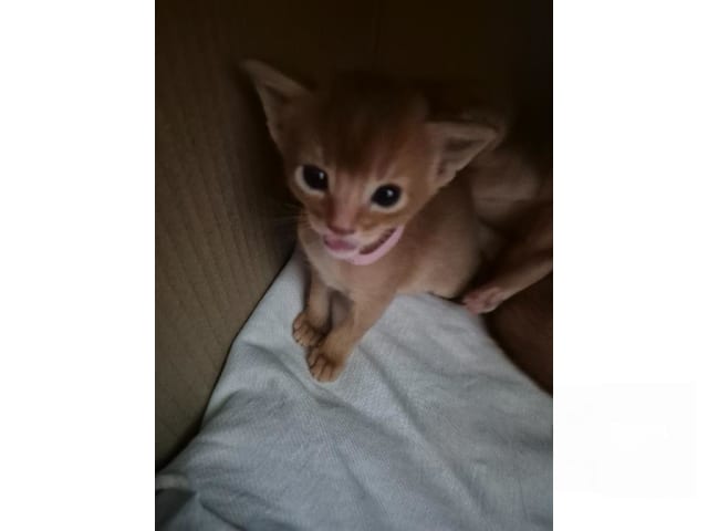 Abyssiner katt · Molkom · SE*Antennaria Rubra's