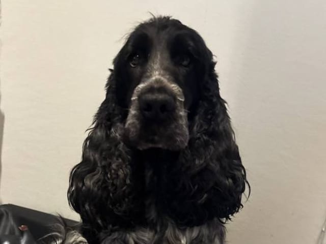 Cocker Spaniel · Färjestaden · Kari K.