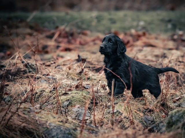 Flat Coated Retriever