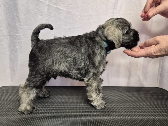Miniature Schnauzer