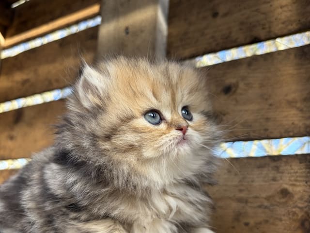 British Longhair
