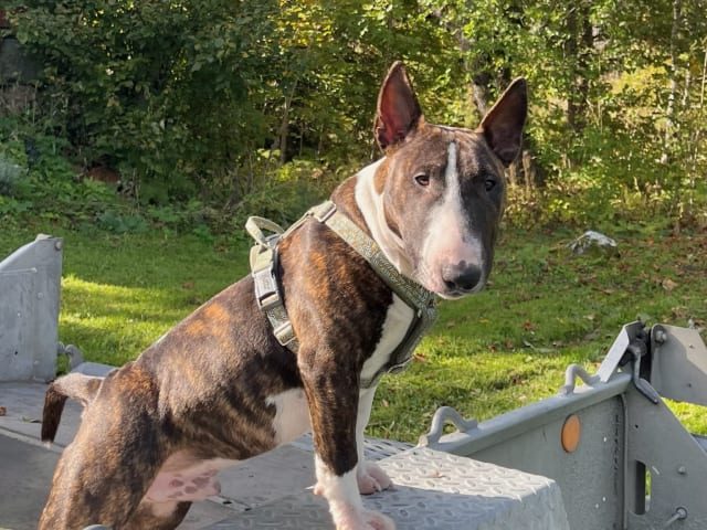 Miniature Bull Terrier