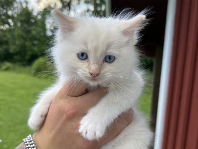 Ragdoll · Borås · Bella O.