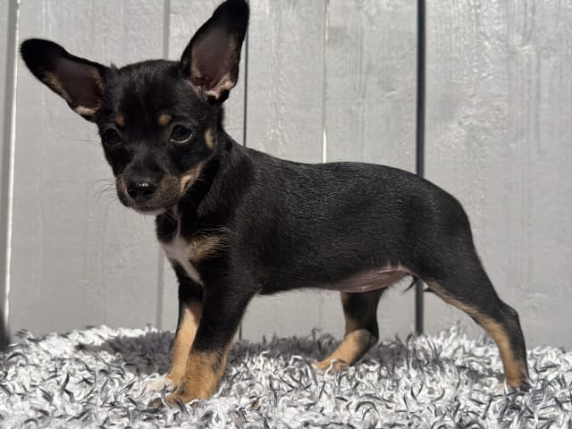 Xoloitzcuintle