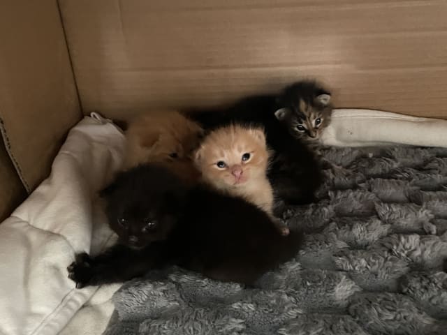 Norsk skogkatt/huskatt · Kristianstad · Felicia K.