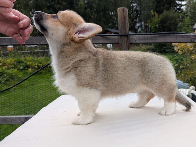 Welsh corgi pembroke