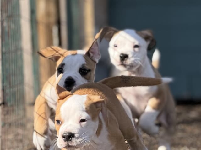 Continental Bulldog